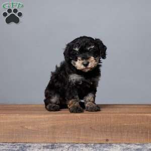 Reba, Miniature Poodle Puppy